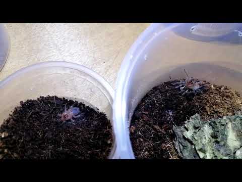 ⬅️Chaco🕷️ ➡️Auratum🕷️(sabay pa magbihis 😂)