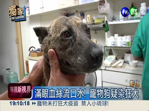顫抖又流口水 中風狗被當狂犬!