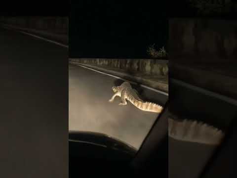 chalti gadi k samne magarmach agya 🤯😳#crocodile #magarmach #kota #dzire #cars