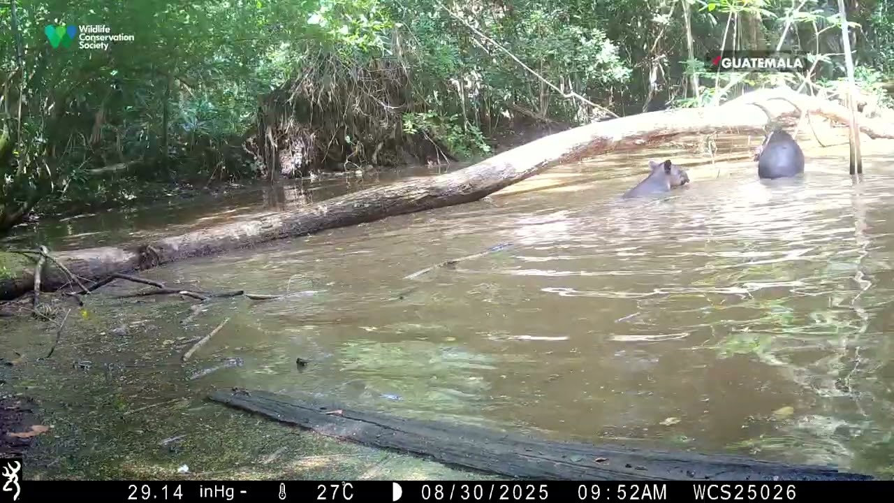Los tapires suelen moverse en torno a ríos, aguadas y otras fuentes de agua | Día Mundial del Tapir