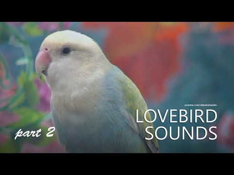 Peach-faced Lovebird's Sound:  White Head Opaline - Part 2