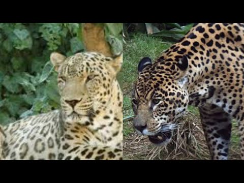 Leopardo Africano vs Onça da Mata Atlântica