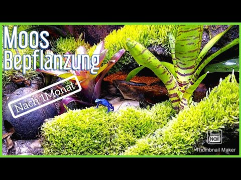Moos im Terrarium Bepflanzen nach  (1 Monat) Pfeilgiftfrosch - Dart Frog