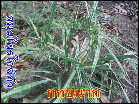 กู้ชีพหม่องโรคสะเก็ดเงิน กลากเป็นคน