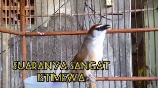 Download lagu KASO KASO SUARA UNIK DAN GACOR mp3 Download lagu KASO KASO SUARA UNIK DAN GACOR mp3