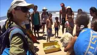 preview picture of video 'Voluntariado con tortugas marinas en Karumbé, Uruguay'
