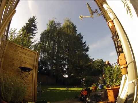 Astrein Baumpflege: Rückschnitt einer Birke in Seilklettertechnik