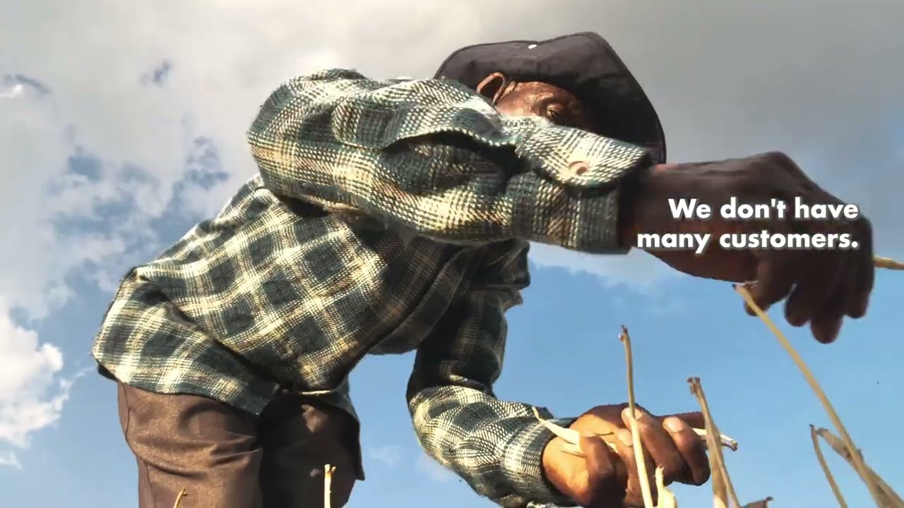For Farmers in Zambia, A Successful Harvest Needs More than Just Seeds