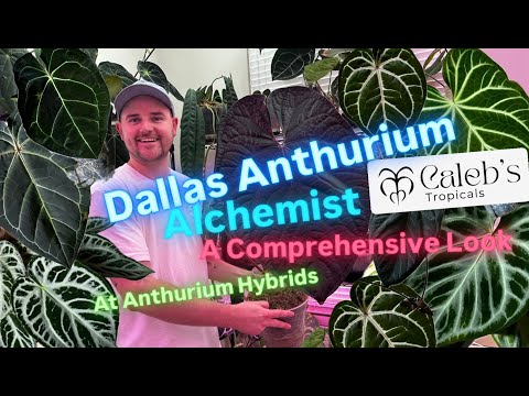Inside the Anthurium Obsession: A Visit with Dallas Hybridizer Caleb's Tropicals Houseplant Tour