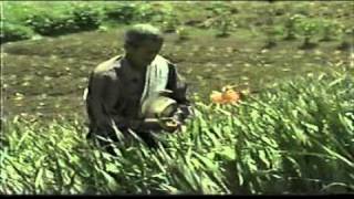 UNA FLOR PARA MI MADRE DARIO GOMEZ