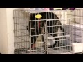 2011 10 09 Sesame關籠測試忍耐度