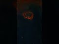 Slime Mold Soap Bubble