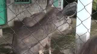 preview picture of video 'Feeding the deer in Nainital Zoo'