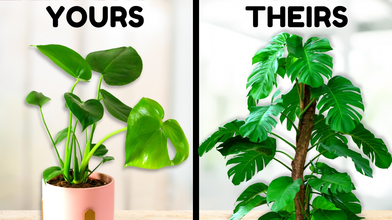  Video for develop the plant thumbnail