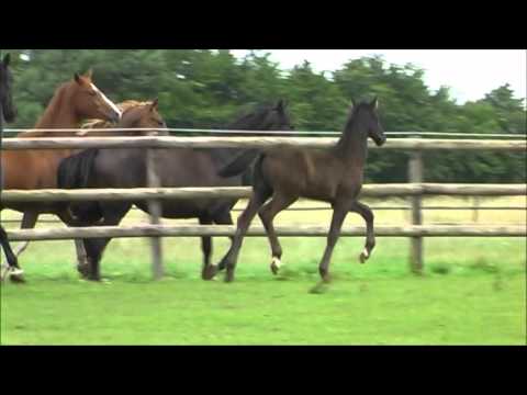 Vitalis Rapphengstfohlen