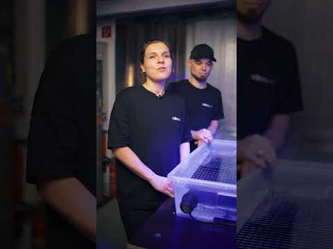 Die besten Indikatorkorallen bei Nährstoffmangel