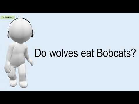 Do Wolves Eat Bobcats?