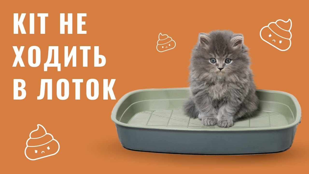 YouTube video preview