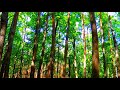 Soothing Forest Video Morning Alarm Sound One Hour