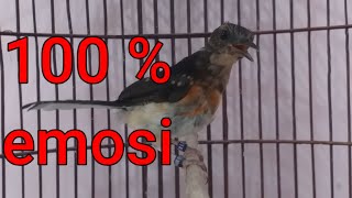 Download lagu KETREKAN MURAI BATU TROTOL | EFEKTIF UNTUK  MEMANCING EMOSI MURAI BATU MUDA HUTAN mp3