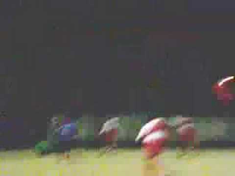 Robur FBC 84/C - Sampietrina/A 3-2