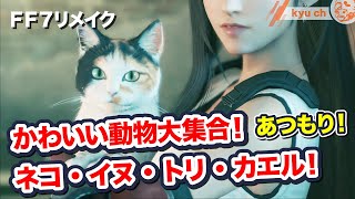 かわいい動物大集合！猫、犬、鳥、カエル！【FF7リメイク　Final Fantasy VII Remake ファイナルファンタジー 7 PS4 FF7R 伊藤歩】