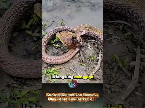 Strategi Mematikan Biawak: Ular Kobra Tak Berkutik‼️ #shorts #viral #viralvideo