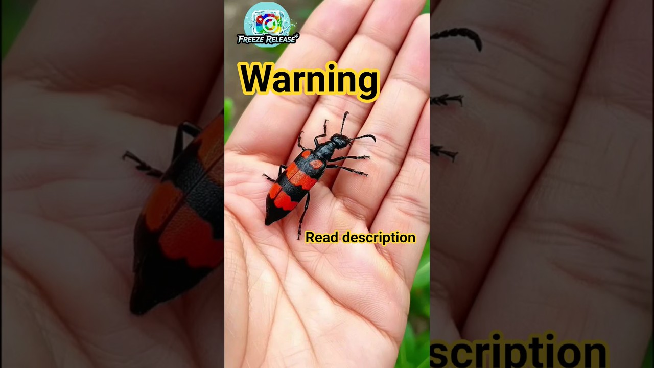 WARNING: DO NOT TOUCH! What is This Striking Red & Black Insect?