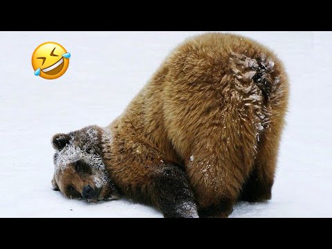 Oursons drôles, vidéos d'animaux les plus drôles, prise de l'ours par l'ours, attaque de l'ours, ours polaire, etc.