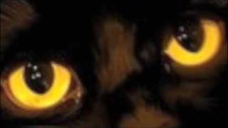 Old Black Cat by Ian Anderson