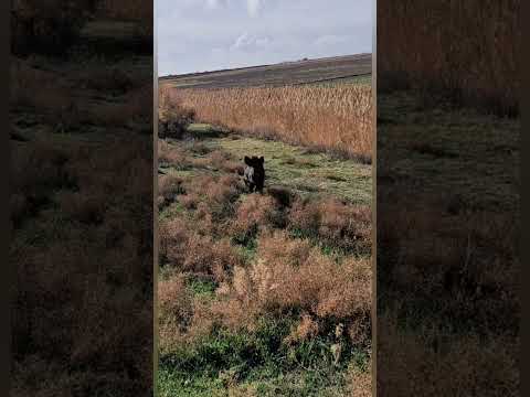 The Closest Shot of the Day — Massive Impact! #huntinglife #wildlifephotography #animals #huntexpo