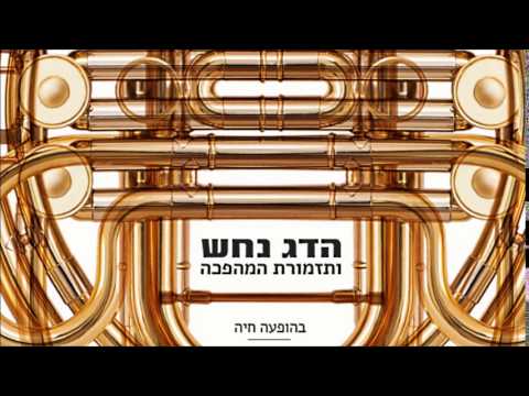 הדג נחש ותזמורת המהפכה  - Little Man