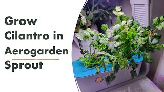 Grow Cilantro in Aerogarden Sprout Hydroponics System
