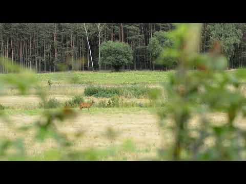 WABIENIE SARNY KOZY, DARZ BÓR