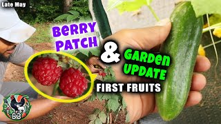 End of May Garden Tour | Watermelons, Peppers, Okra, & Berry Patch Update | Zone 8a | First Fruits