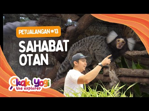 Kak Yogi The Explorer #13: Sahabat Otan