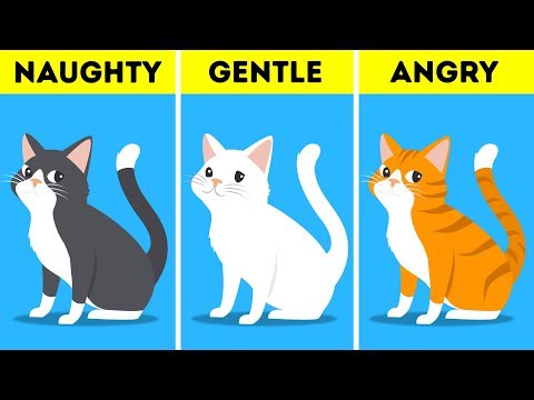 YouTube video about: Why are there no brown cats?