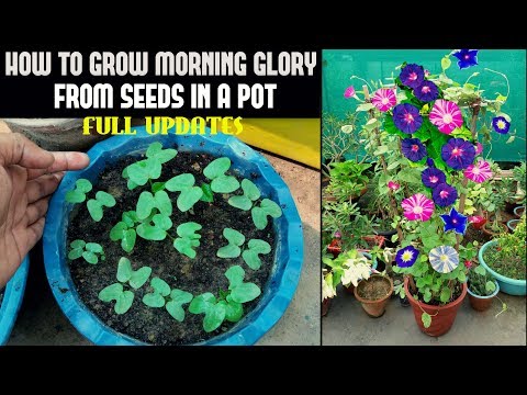 How To Grow Morning Glory From Seed (FULL INFORMATION)