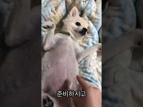 , title : '강아지가 보는앞에서 고추를 따봤다ㅋㅋㅋㅋㅋ'