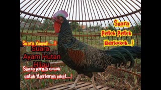 Download lagu Suara Pikat Ayam Hutan Jantan petok petok Berkokok gacor || Ayam Hutan Hijau lain pasti terpikat mp3