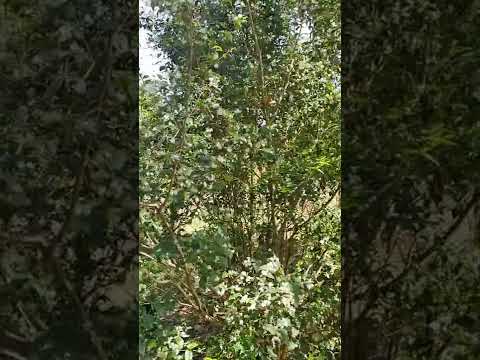 Ótimo Feriado Pessoal 🇧🇷 🤠🙌