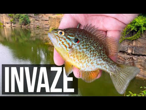 INVAZIVNÍ BESTIE SLUNEČNICE pestrá | pozor na prsty! (sunfish pumpkin seed)