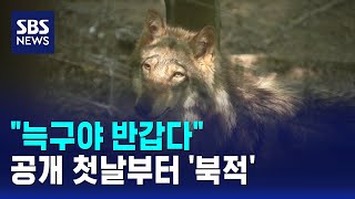 "늑구야 반갑다"..공개 첫날부터 '북적' / SBS