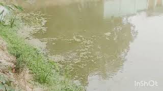 ক্ষুদে পানা মাছের জন্য ভালো নাকি ক্ষতিকর ,,,