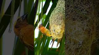 Download lagu Ultimate Bird Nest Builders Showdown - Who Builds the Coolest Home? #birds #birdslover mp3 Download lagu Ultimate Bird Nest Builders Showdown - Who Builds the Coolest Home? #birds #birdslover mp3