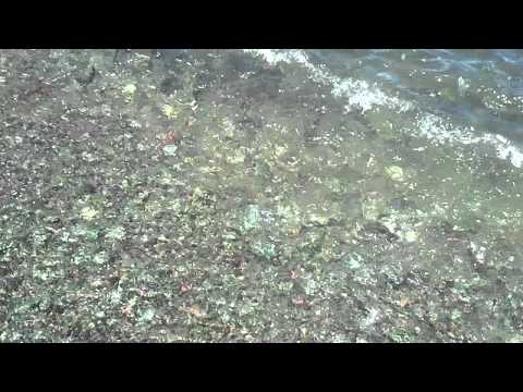 Capelin coming ashore in Middle Cove, Newfoundland 6 of 6