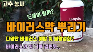 고추농사 고추바이러스(칼라병-토마토반점위조바이러스)예방을 위해 바이러스약과 gcm미생물을 뿌려주었습니다. 바…