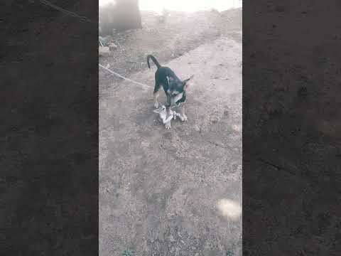 dog and cat 🐱🐈 playing so cute #beautiful #happy #shorts