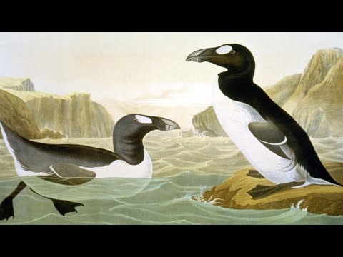 Cryptid Profile: The Boobrie, Intimidating Scottish Water Cryptid