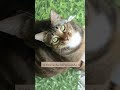 Did You Know That Cats Catshorts Shorts Facts